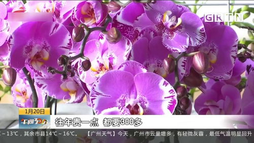 广州 网上花市已开锣 助力年花销售